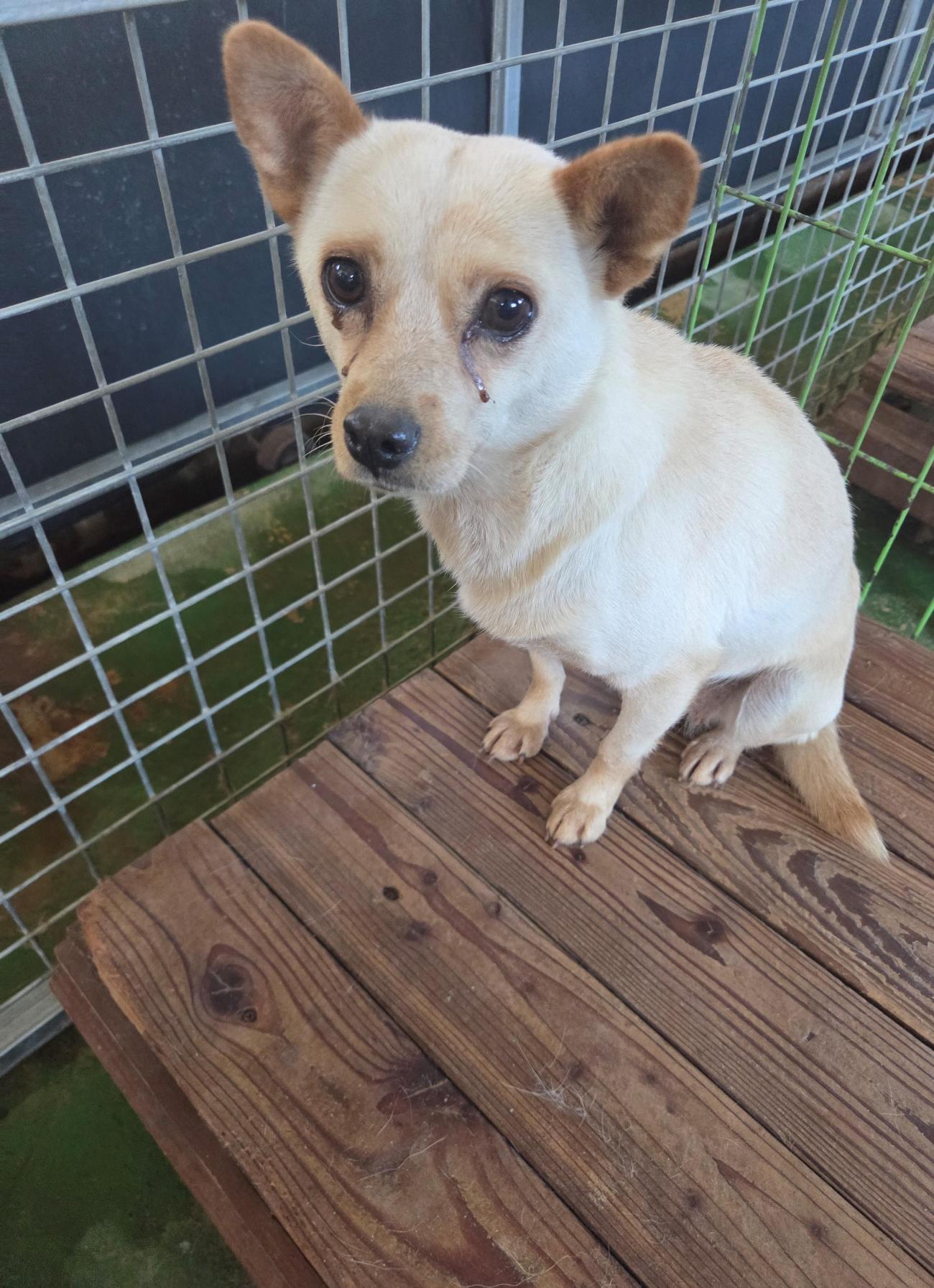 종료(입양) 믹스견…